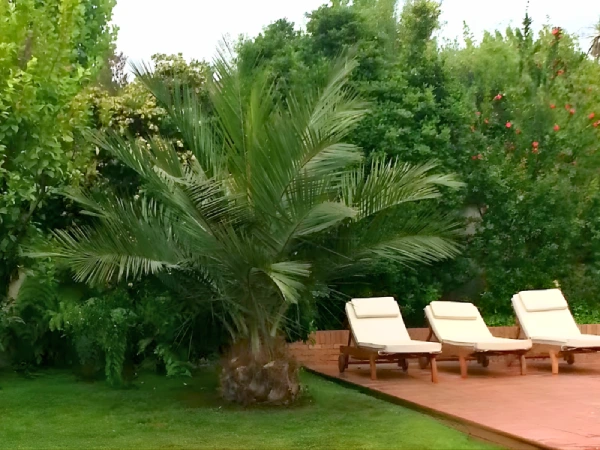 Palma Chilena Jubaea chilensis en Chile - Las Palmeras