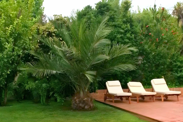 Palma Chilena Jubaea chilensis