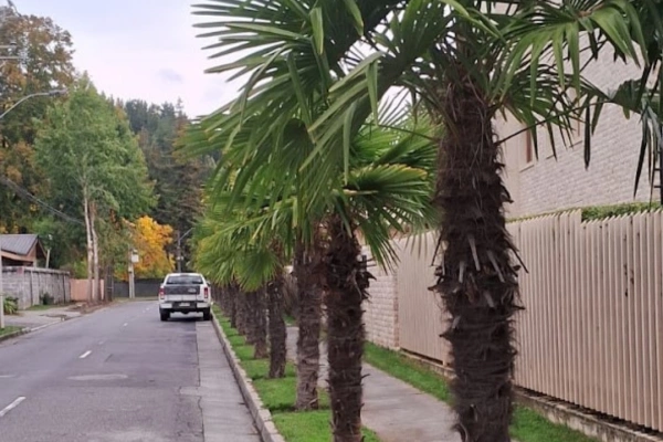 Palmera Trachycarpus Fortunei Palma China en Chile