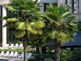 Palmera Trachycarpus en proyecto paisajístico