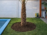 Tronco fibroso de la Palmera Trachycarpus
