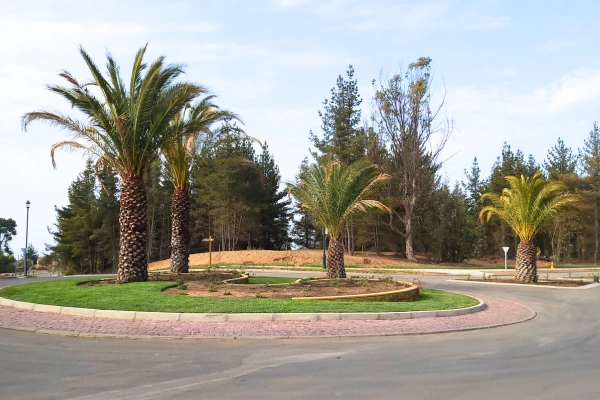 Palmera Phoenix Canariensis Palmera Canaria en Chile