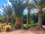Palmera Phoenix Canariensis en proyecto paisajístico
