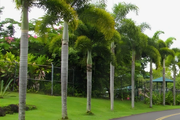 Palmera Cocos Plumosa Syagrus romanzoffiana en Chile
