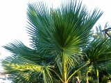 Hojas Palmadas de la Palmera Washingtonia