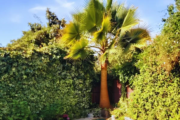 Palmera Washingtonia Filibusta en Chile